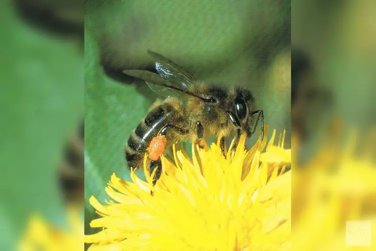 Bijen hebben imkers nodig