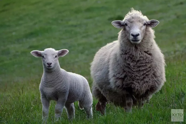 Grazende schapen verplaatsen zich door Castricum