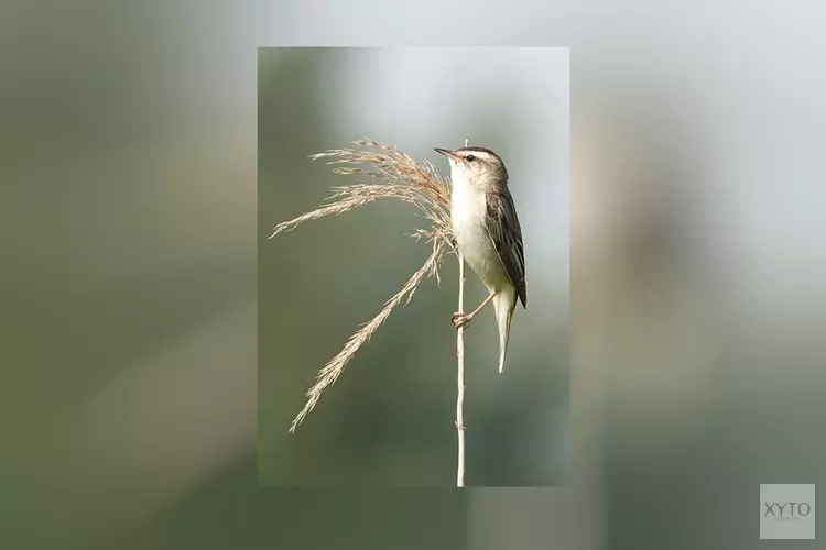 Vogelseizoen voor jongeren weer van start