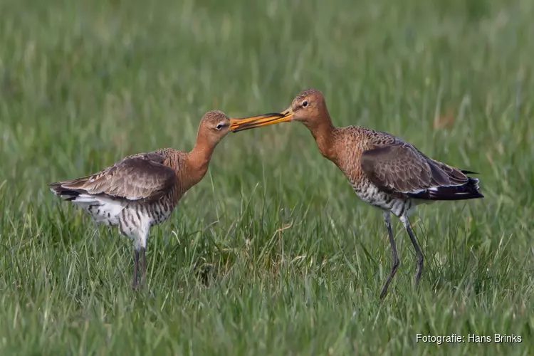 Fotoworkshop weidevogels in de Hempolder bij Akersloot