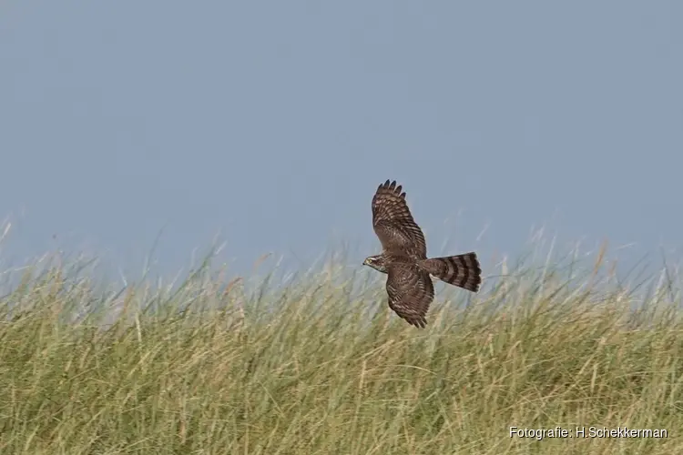 Trekvogels tellen op zaterdag 30 september