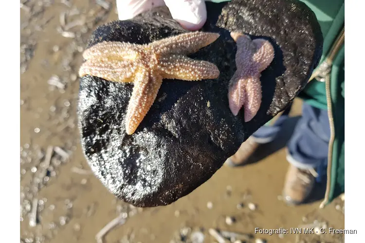 Ga mee op ontdekkingstocht op het strand van Castricum