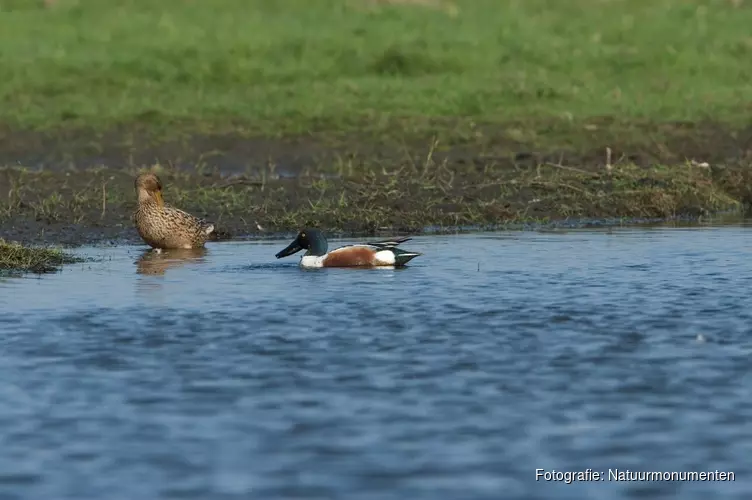 Meer plas-dras voor Weidevogels