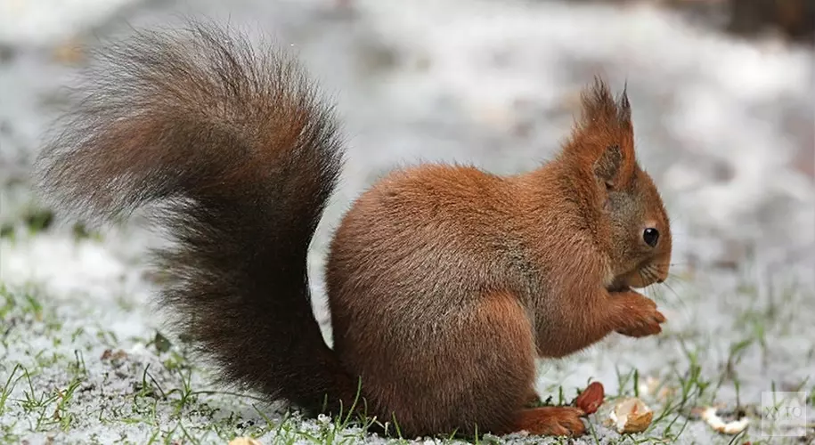 Hoe overleeft de natuur de winter? Kom zondag naar de Schaapskooi in Bergen