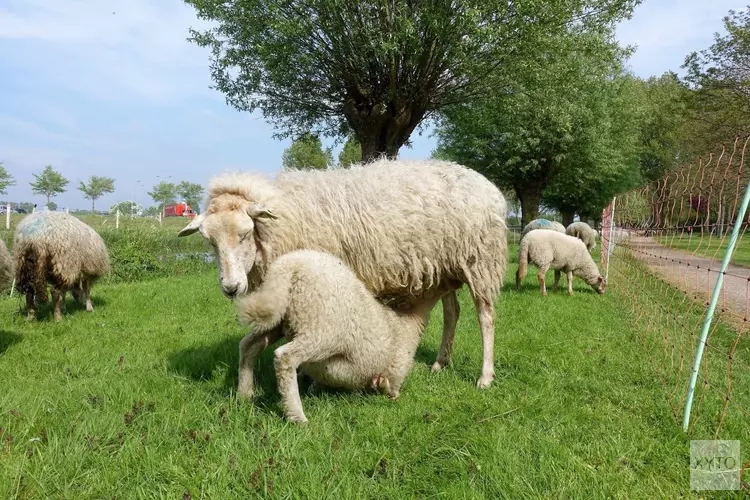 Schapen in plaats van maaimachines