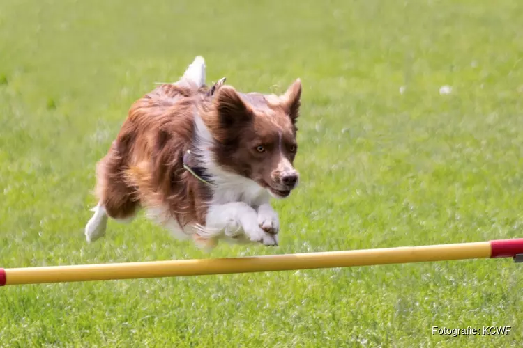 Bezoek de Kynologen Club West-Friesland op Dag van de Hond