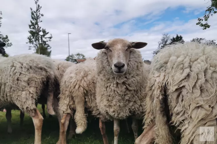 Grazende schapen verplaatsen zich door dorp