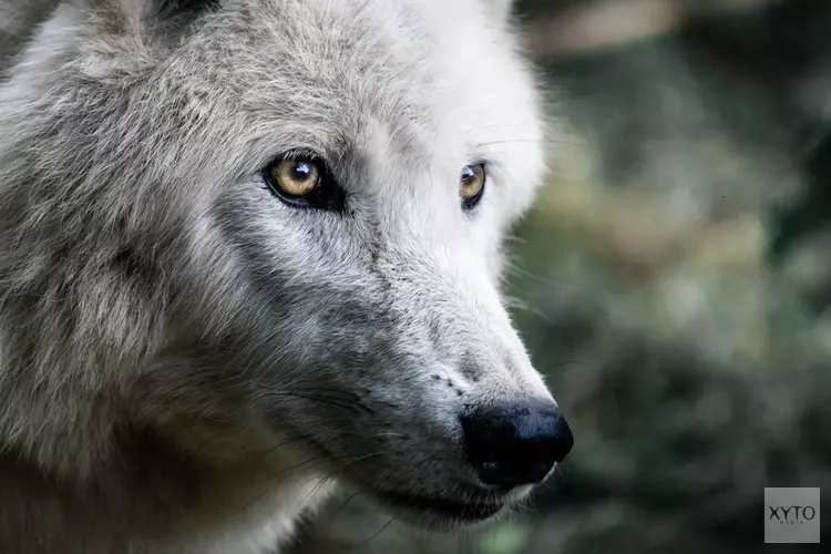 Vernieuwde tentoonstelling over de wolf verhuist naar De Hoep